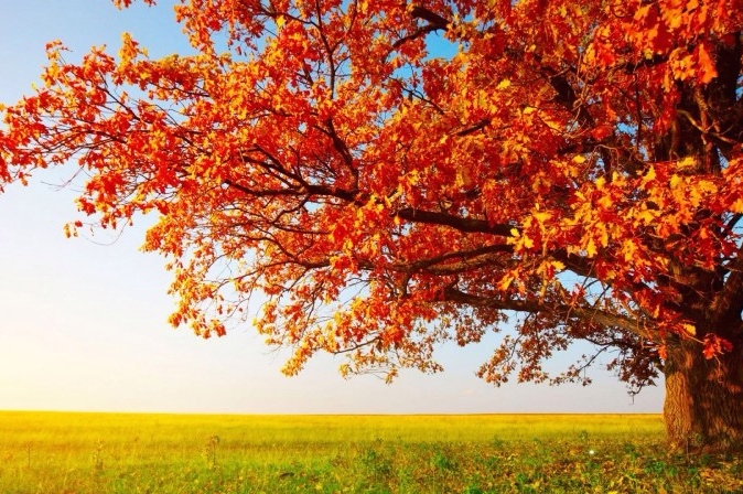 tree with fall foliage